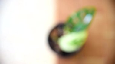 Monstera adansonii Albo Albo Devine odaklanın.   