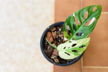 Monstera adansonii albo çeşitlemeli dev      