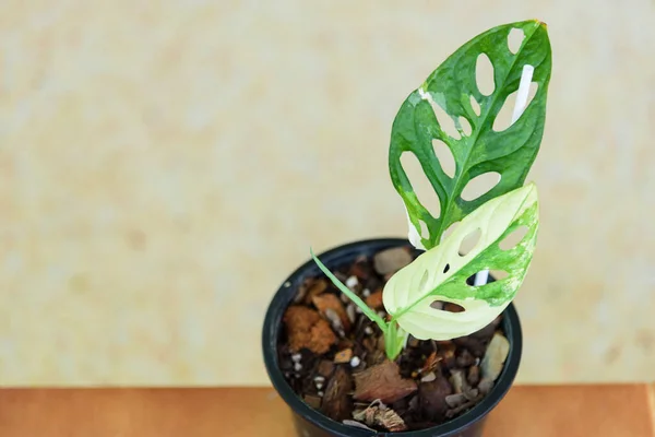 Monstera Adansonii Albo Gigante Variegato — Foto Stock