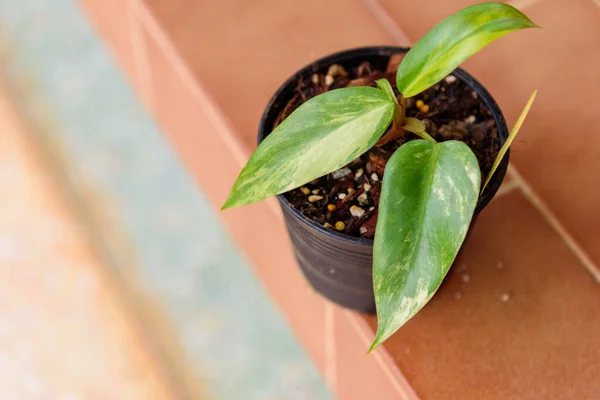 Primer Plano Del Nuevo Pico Filodrendón Rojo Variegado Olla Pico — Foto de Stock