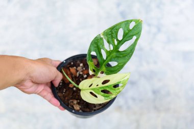 Monstera adansonii albo  variegated giant in the pot