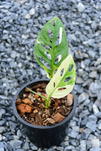 Monstera adansonii albo  variegated giant in the pot