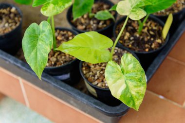 Alocasia 'nın küçük fidanı Gageana Aura tencerede çeşitlendi.  