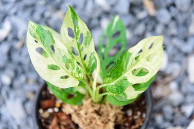 Nice Monstera adansonii albo variegated giant in the pot