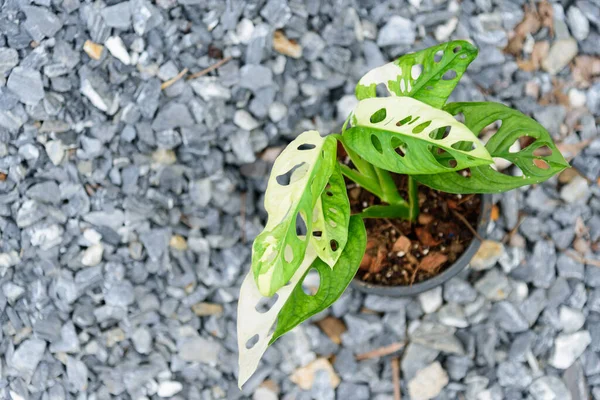 Nice Monstera Adansonii Albo Variegated Giant Pot Immagine Stock