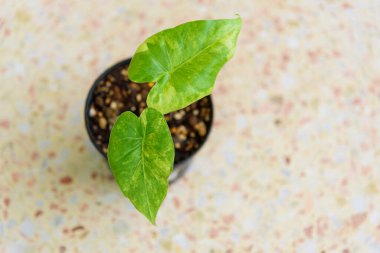 Little sapling of Alocasia Gageana Aurea Variegated in the pot  