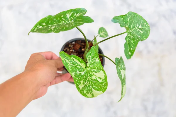 Syngonium Panda Galaxy Pot — Foto Stock