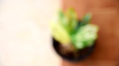 Monstera adansonii Albo Albo Devine odaklanın.   