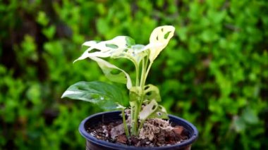 Rotate view of Monstera adansonii albo  variegated giant   