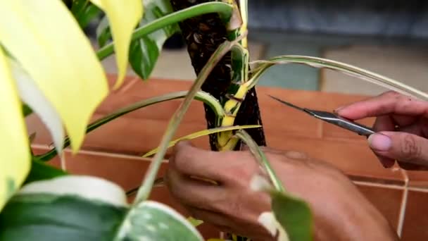 Cut Epipremnum Pinnatum Albo Variegated Plant — Stock Video