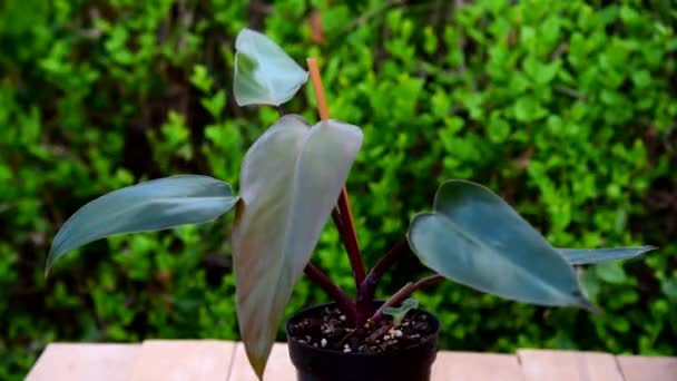 Primo Piano Philodendron Maestà Nella Pentola — Video Stock