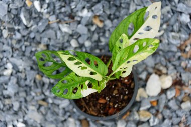 Monstera adansonii albo çeşitlemeli dev      