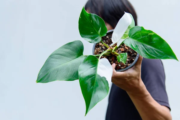 philodendron white princess in the pot