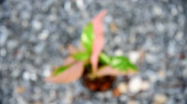 Turn focus to syngonium red spot tricolor in the pot