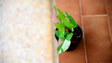 syngonium red spot tricolor in the pot