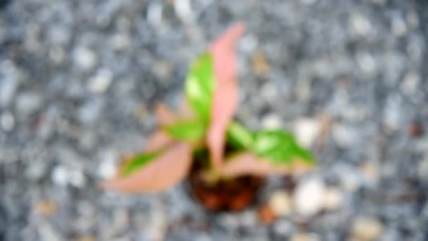 Turn Focus Syngonium Red Spot Tricolor Pot — Wideo stockowe