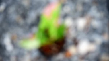 Turn focus to syngonium red spot tricolor in the pot