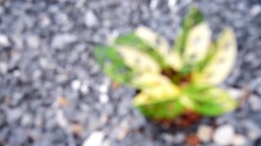 Monstera adansonii Albo Albo Devine odaklanın.   