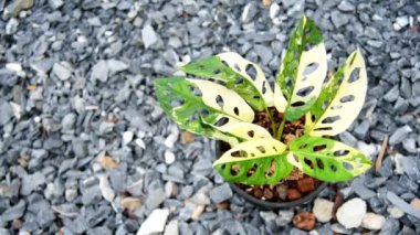 Monstera adansonii albo çeşitlemeli dev   