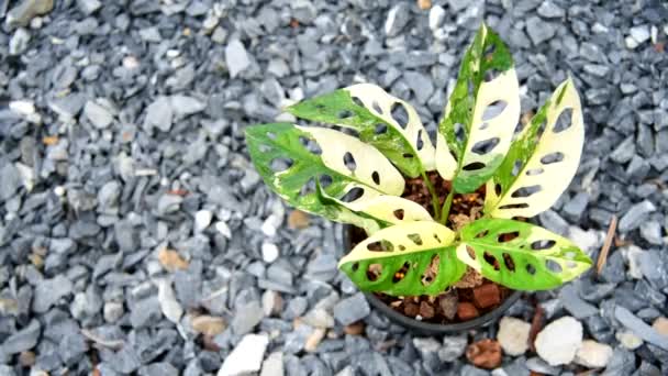 Monstera Adansonii Albo Bonte Reus — Stockvideo