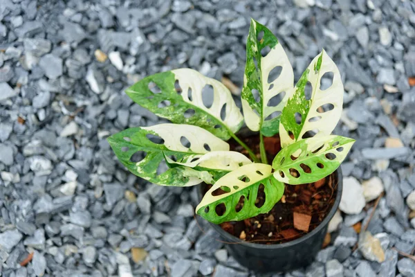 Monstera adansonii albo  variegated giant