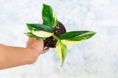 Monstera standleyana aurea 'nın farklı bir çeşidi var. 