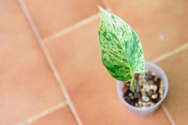 Epipremnum cebu blue variegated in the pot