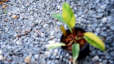 Philodendron Kırmızı Zümrüt / Philodendron Çilek Sallaması 'na odaklan