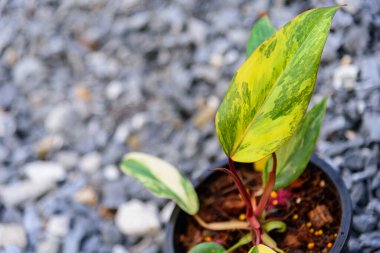 Philodendron Kırmızı Zümrüt / Philodendron Çilek Sallaması