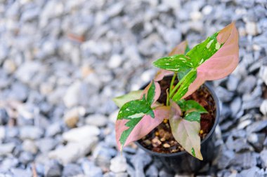 syngonium red spot tricolor in the pot