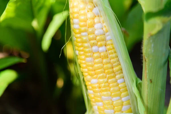 Közeli Friss Fehér Sárga Kukorica — Stock Fotó