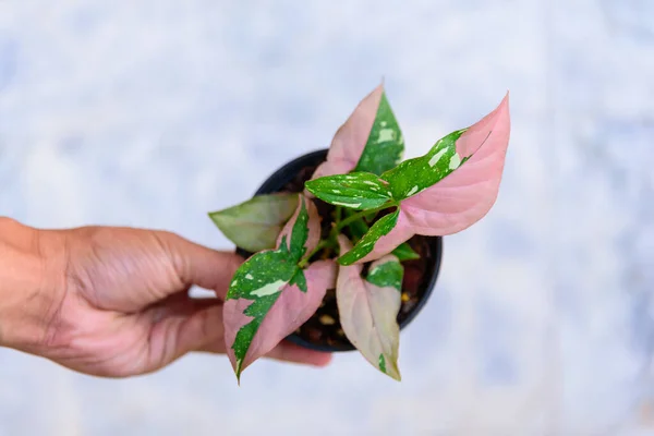 syngonium red spot tricolor in the pot