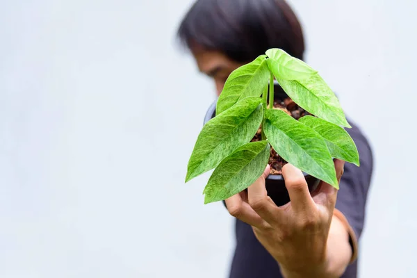 Foglia Fresca Menta Monstera Laniata Variegata Nel Vaso — Foto Stock