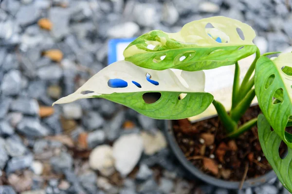 Monstera adansonii albo  variegated giant