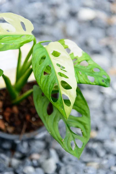 Monstera Adansonii Albo Gigante Variegato Immagini Stock Royalty Free