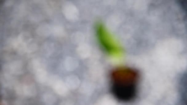 鍋の中で変化したモンステララニアタミントの新鮮な葉に焦点を向ける — ストック動画