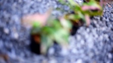 Turn focus to syngonium red spot tricolor in the pot
