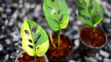 Monstera Acuminata Aurea 'nın dönüşümlü görünümü çömlekte değişiklik gösterdi