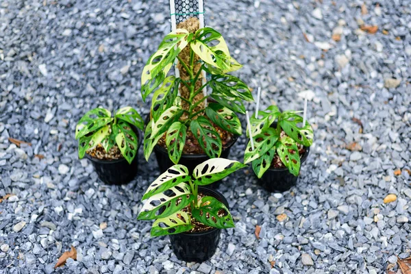 Monstera adansonii albo  variegated giant