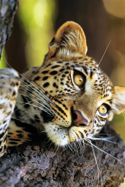 Leopard — Stockfoto