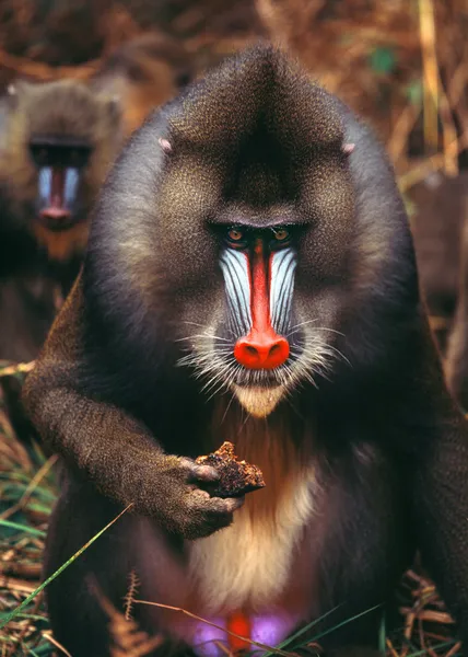 Mandrill — Stock fotografie