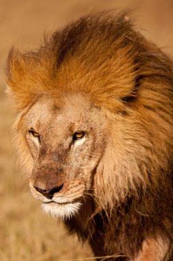 Aslan