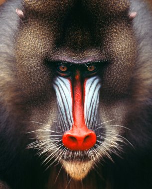 Mandrill'di