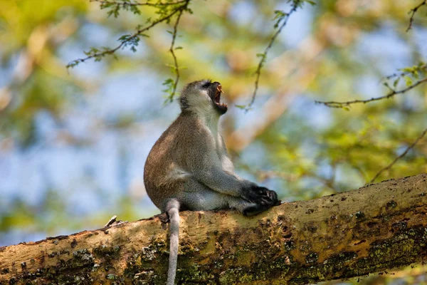 Macaco — Foto de Stock