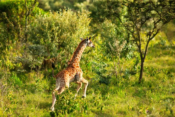 Giraffe — Stockfoto