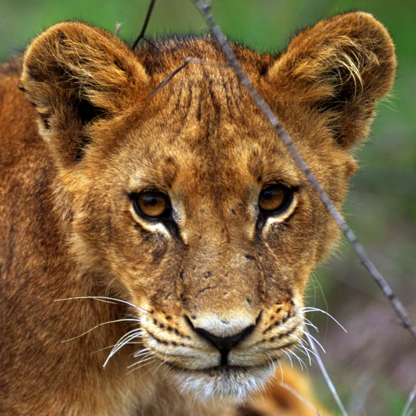 Retrato de perto da leoa — Fotografia de Stock