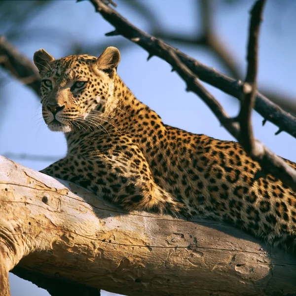 Leopard, kot, drapieżnik — Zdjęcie stockowe