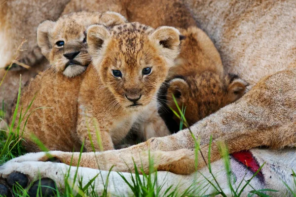 Un grupo de pequeños leones —  Fotos de Stock
