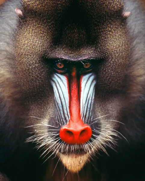 Mandrill'di — Stok fotoğraf