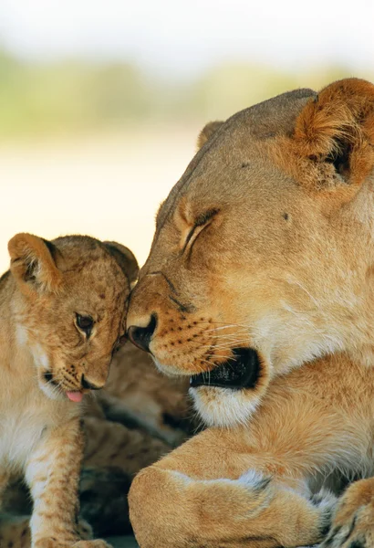 Lioness and baby — Stock Photo, Image